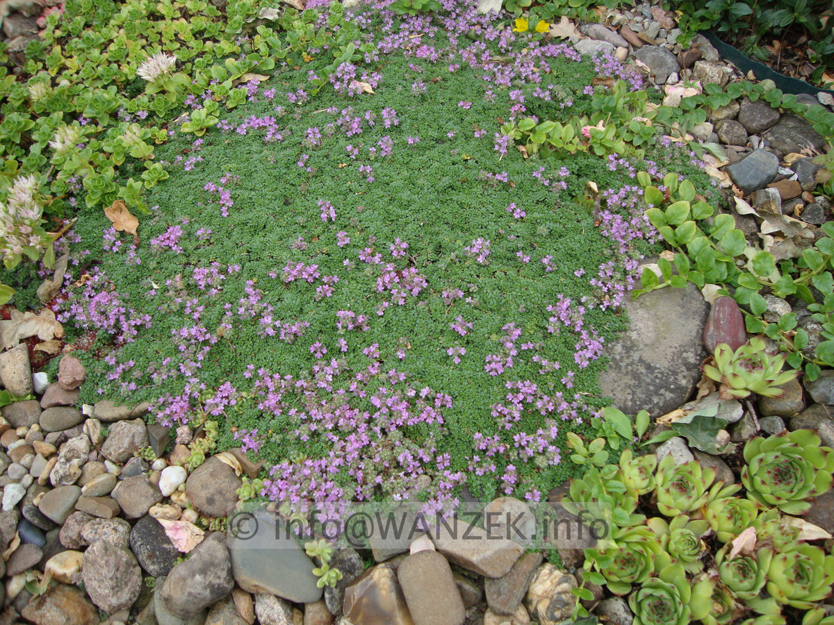 Thymus pseudolanoginosus 01.JPG